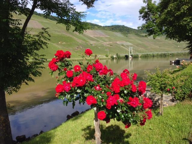 Ferien-Wein-Gut Keifer Hotel Bernkastel-Kues Kültér fotó